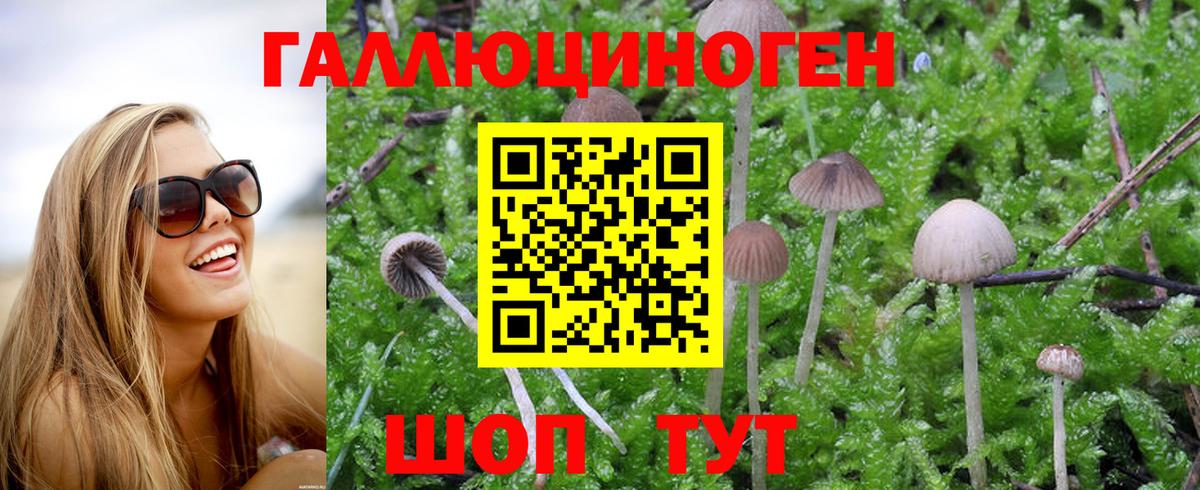 Псилоцибиновые грибы Psilocybine cubensis  Псилоцибиновые грибы мицелий  Вход с VPN  Северск 